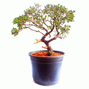 Pré Bonsai de Junípero Procumbens