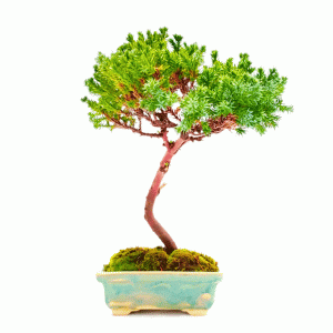 Bonsai de Junípero Procumbens