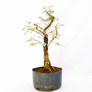Pré Bonsai de Pithecolobium (var. Dumosum)