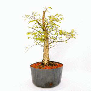 Pré Bonsai de Pithecolobium (var. Dumosum)