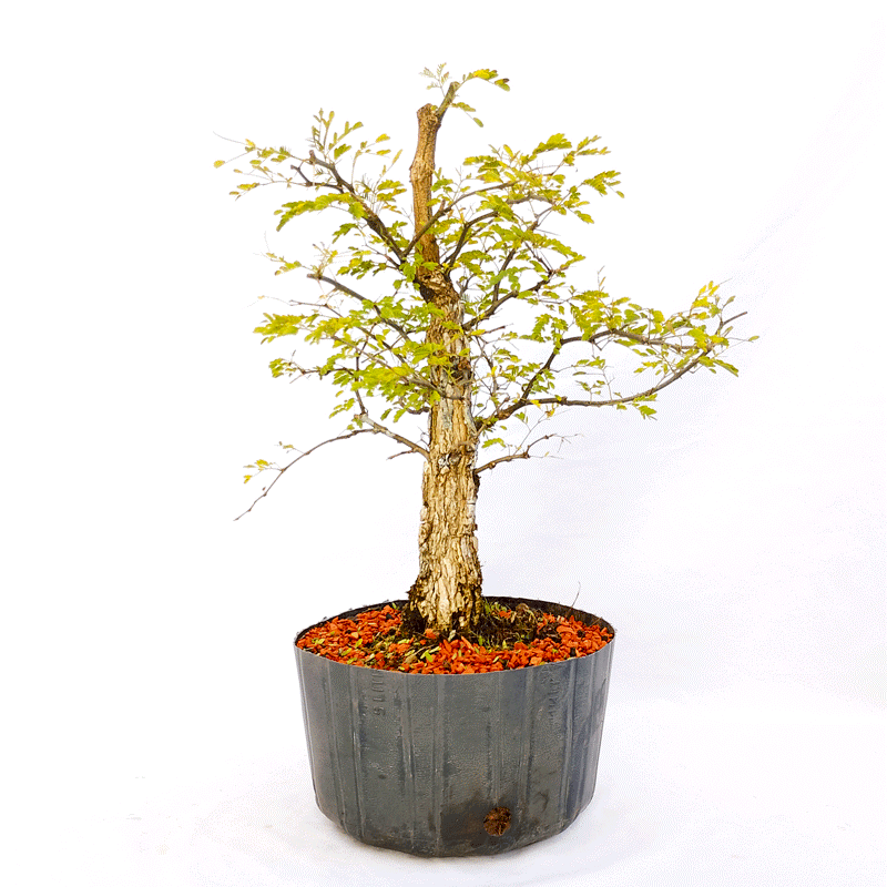Pré Bonsai de Pithecolobium (var. Dumosum)