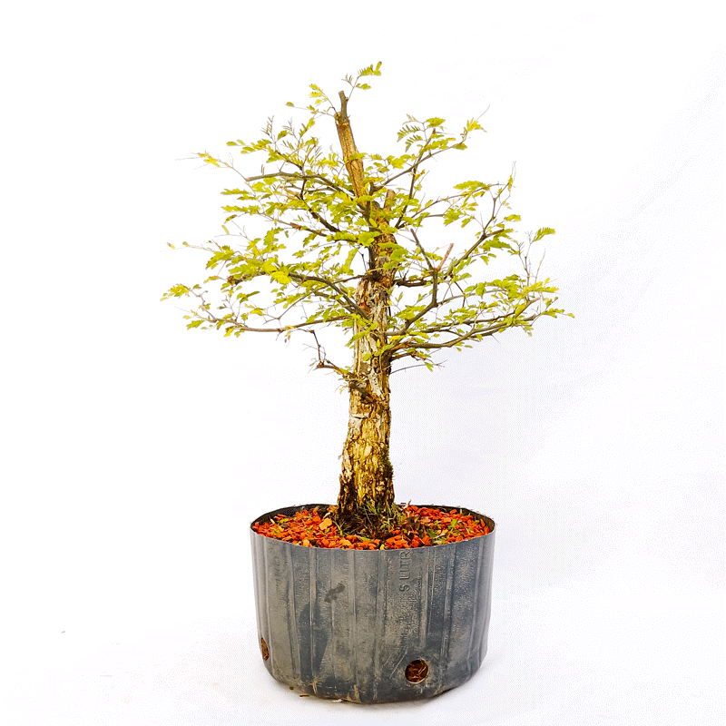 Pré Bonsai de Pithecolobium (var. Dumosum) 7 anos - Imagem 2