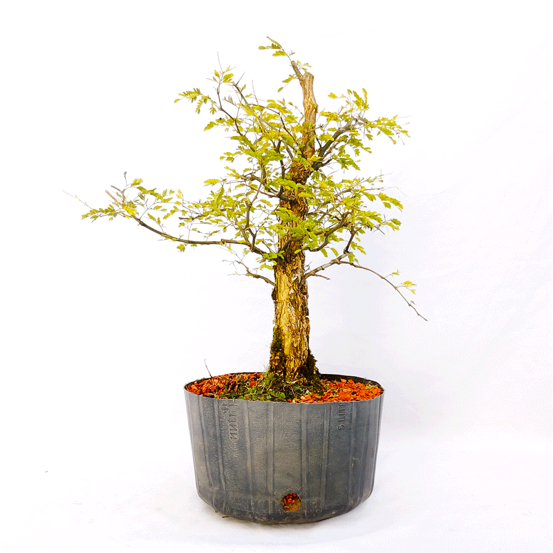 Pré Bonsai de Pithecolobium (var. Dumosum) 7 anos - Imagem 3