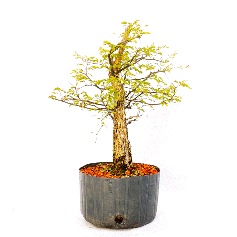 Pré Bonsai de Pithecolobium (var. Dumosum) 7 anos - Imagem 4