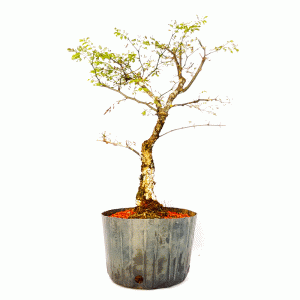 Pré Bonsai de Pithecolobium (var. Dumosum)