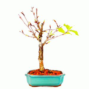 Bonsai de Sakurá Yukiwari Flor Rosa