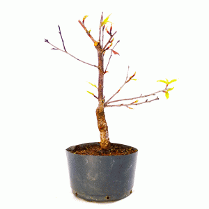 Pré Bonsai de Sakurá Yukiwari Flor Rosa 6 anos