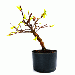 Pré Bonsai de Sakurá Yukiwari Flor Rosa