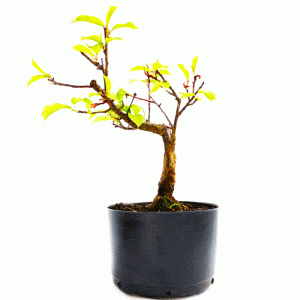 Pré Bonsai de Sakurá Yukiwari Flor Rosa