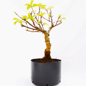 Pré Bonsai de Sakurá Yukiwari Flor Rosa