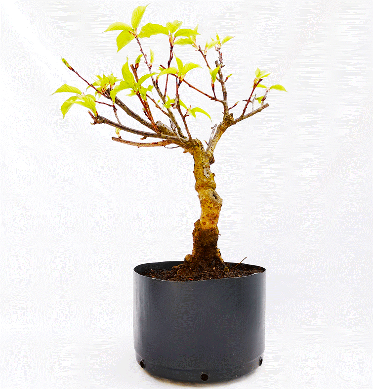 Pré Bonsai de Sakurá Yukiwari Flor Rosa