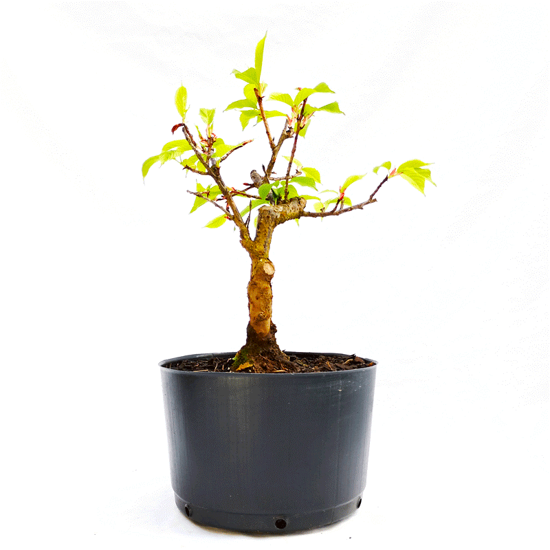 Pré Bonsai de Sakurá Yukiwari Flor Rosa 9 anos - Imagem 2