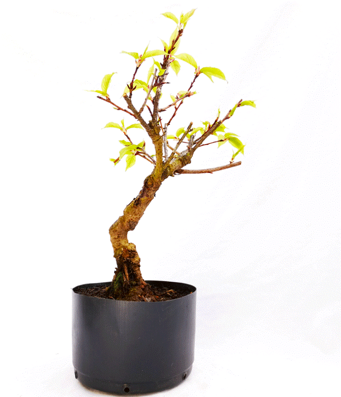 Pré Bonsai de Sakurá Yukiwari Flor Rosa 9 anos - Imagem 3
