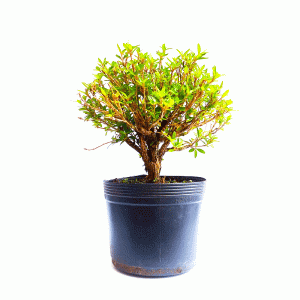 Pré bonsai de serissa chinesa