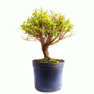 Pré bonsai de serissa chinesa