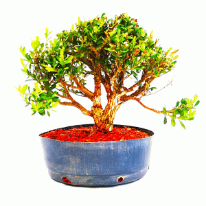 Pré Bonsai de Buxus Harlandii