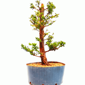 Pré Bonsai de Criptoméria Japônica