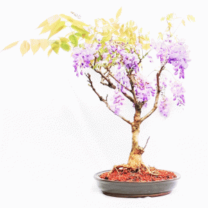 Bonsai de Glicínia cor Lilás