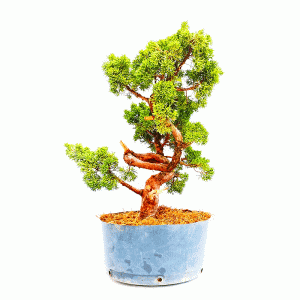 Pré Bonsai de Junípero Shimpaku