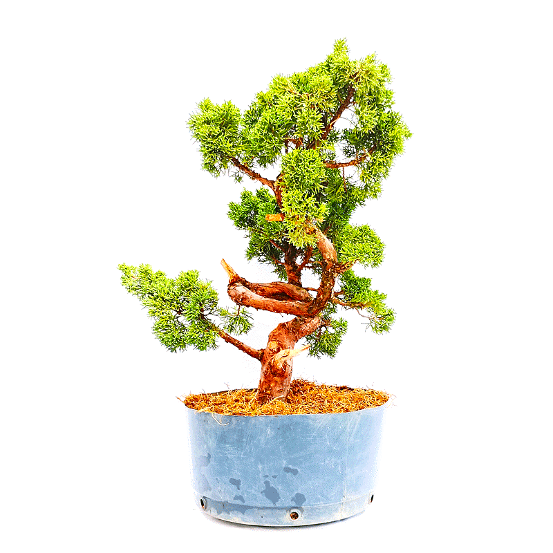 Pré Bonsai de Junípero Shimpaku