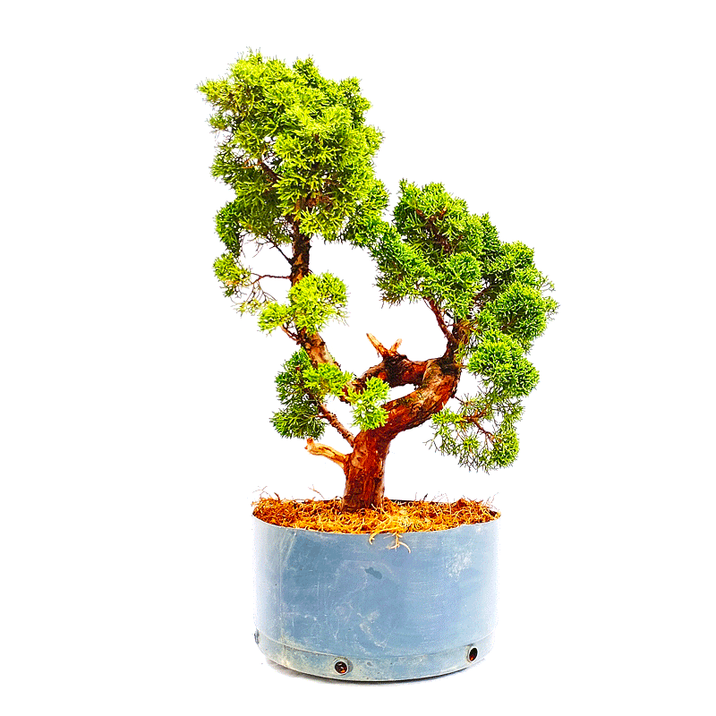 Pré Bonsai de Junípero Shimpaku 14 Anos - Imagem 2