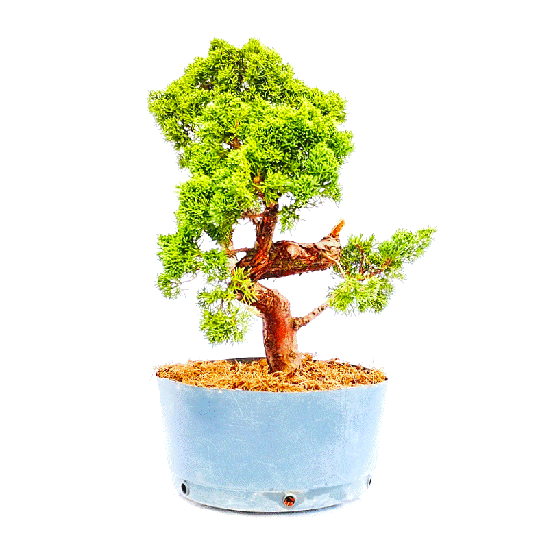 Pré Bonsai de Junípero Shimpaku 14 Anos - Imagem 3