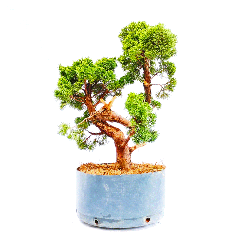 Pré Bonsai de Junípero Shimpaku 14 Anos - Imagem 4
