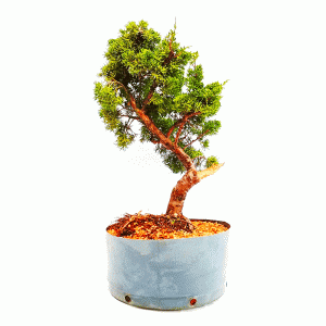 Pré Bonsai de Junípero Shimpaku
