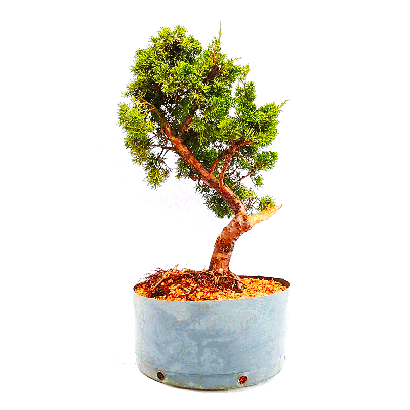 Pré Bonsai de Junípero Shimpaku