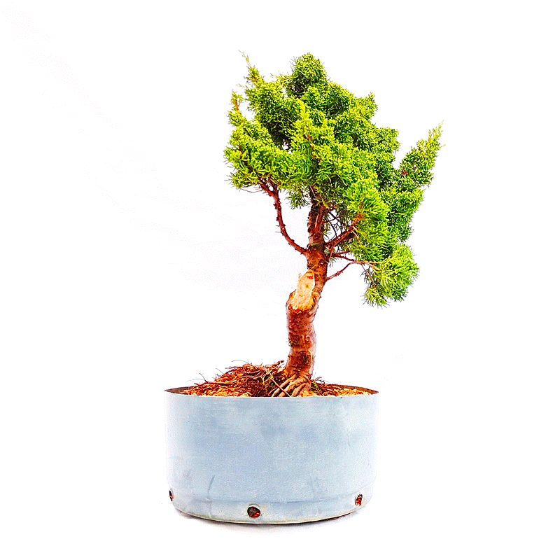 Pré Bonsai de Junípero Shimpaku 12 Anos - Imagem 2