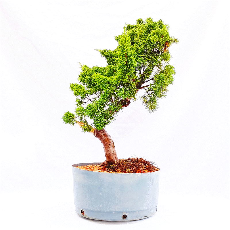 Pré Bonsai de Junípero Shimpaku 12 Anos - Imagem 3