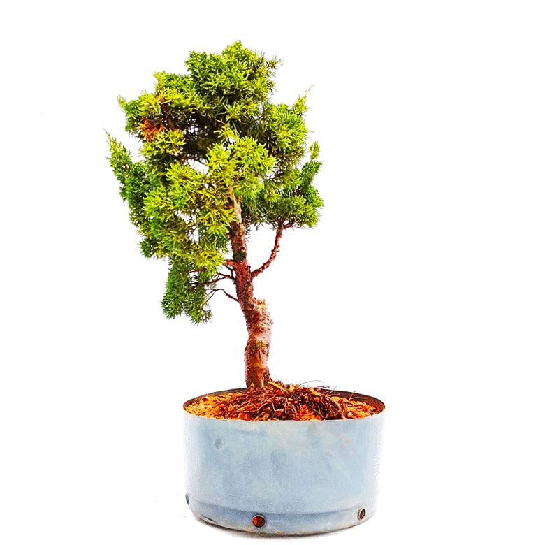 Pré Bonsai de Junípero Shimpaku 12 Anos - Imagem 4
