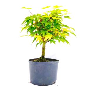 Pré Bonsai de Acer Palmatum