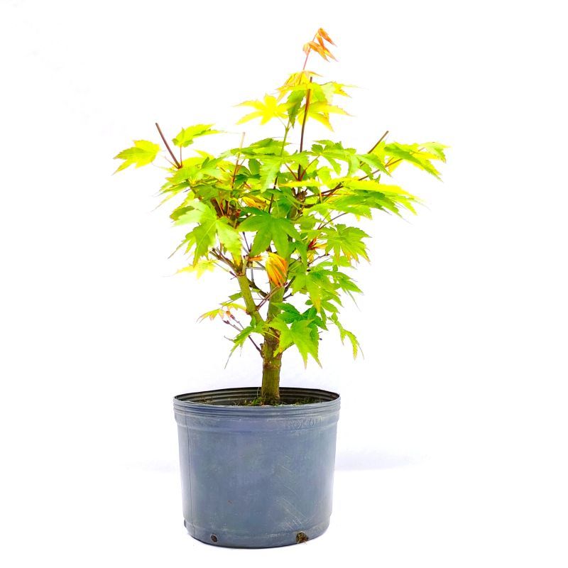 Pré Bonsai de Acer Palmatum