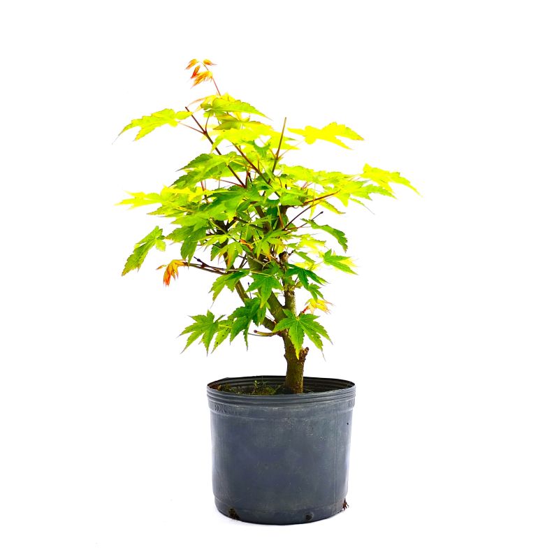 Pré Bonsai de Acer Palmatum 4 anos - Imagem 2