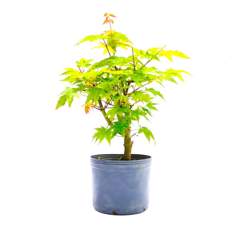 Pré Bonsai de Acer Palmatum 4 anos - Imagem 3