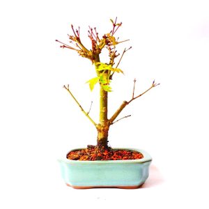 Bonsai de Acer Palmatum