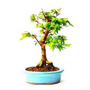Bonsai de Acer Tridente