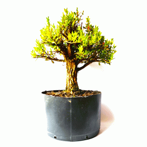 Pré Bonsai de Buxus Harlandii