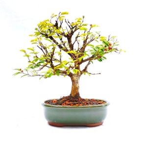 Bonsai de Caliandra Rosa
