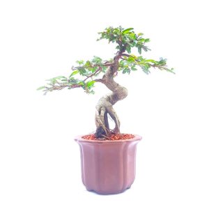 Bonsai de Caliandra Rosa