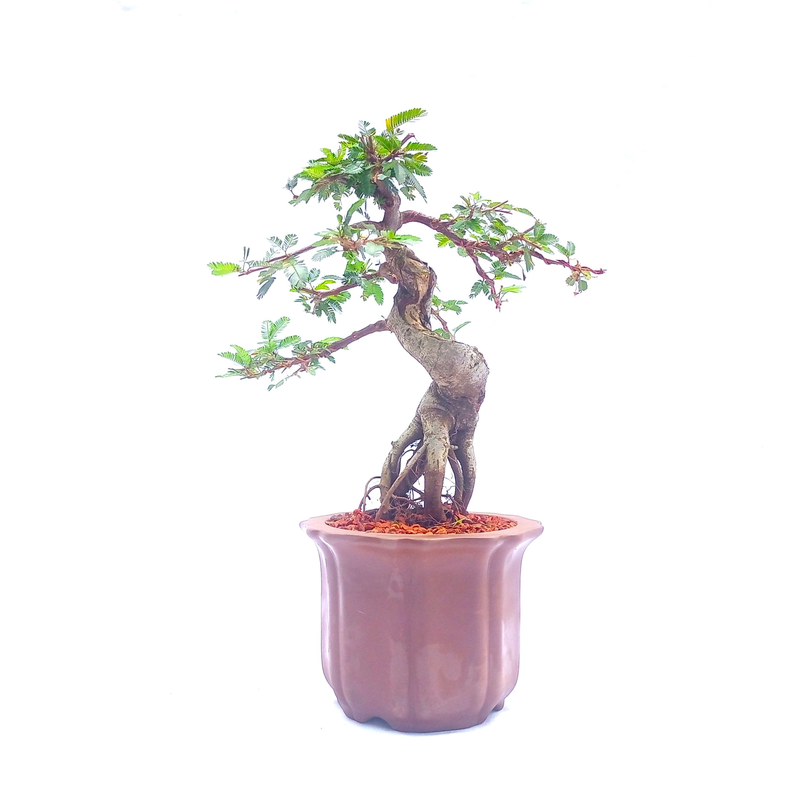 Bonsai de Caliandra Rosa 10 anos - Imagem 2