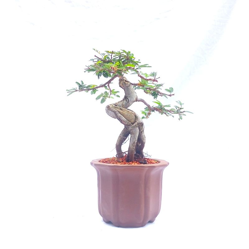 Bonsai de Caliandra Rosa 10 anos - Imagem 3