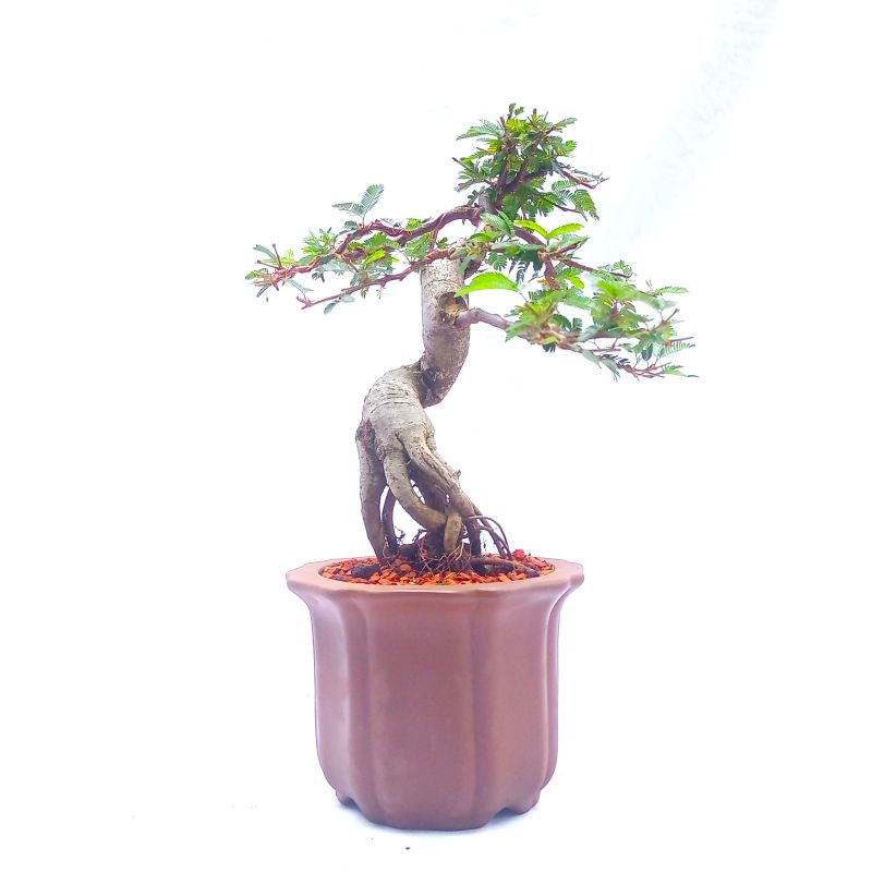 Bonsai de Caliandra Rosa 10 anos - Imagem 4