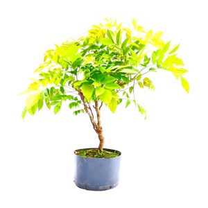 Pré Bonsai de Glicínia cor Lilás