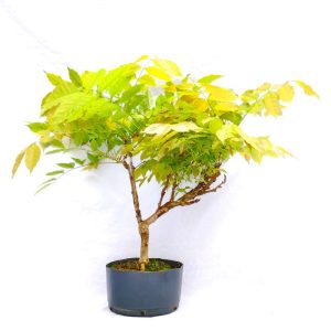 Pré Bonsai de Glicínia cor Lilás