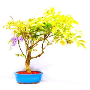 Bonsai de Glicínia cor Lilás