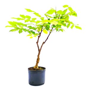 Pré Bonsai de Glicínia cor Lilás