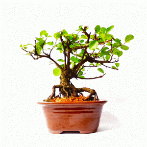 Bonsai de Grewia Occidentalis