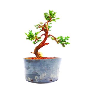 Pré Bonsai de Junípero Jacaré